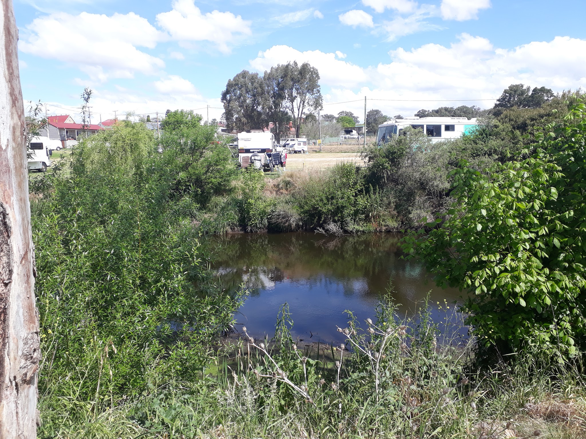 Tenterfield Creek framed by trees and reeds beside the showground