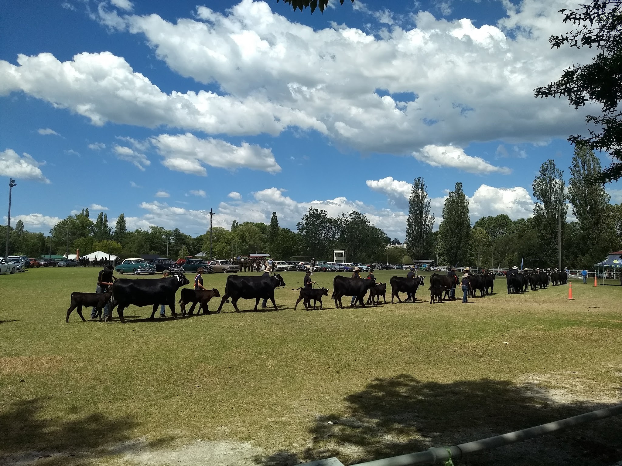 Handlers leading cattle across the showground oval during a show