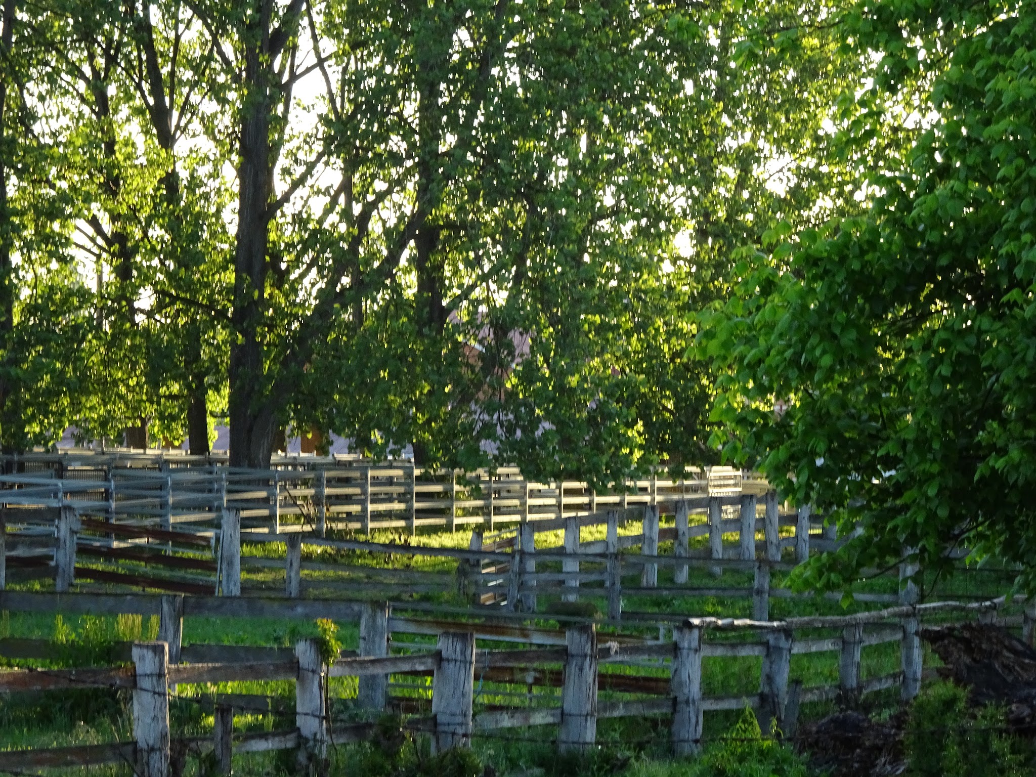 Timber stock yards at the showground in the late afternoon light